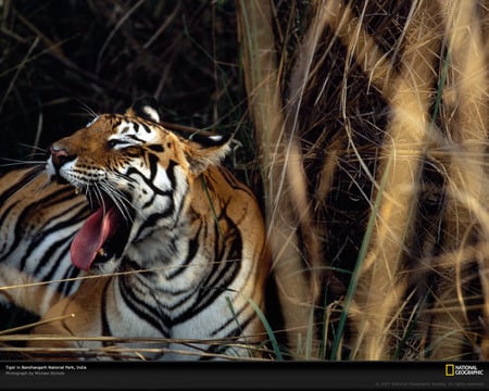 Yawning Tiger - India - india, forest, animals, tiger, exotic