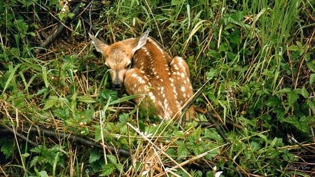 Sleeping Fawn - widescreen, fawn, deer, washington, mountain