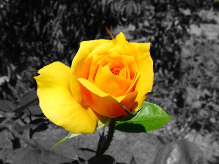 Yellow rose