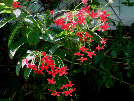 Red flowers - flowers, red