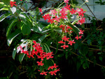 Red flowers