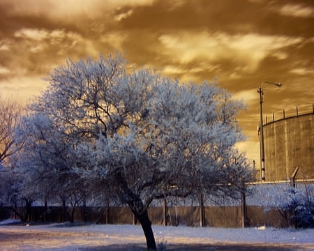 The Tree And The Water Tank - sky, color, tree, photography