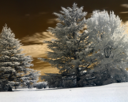 Winter Dreams - color, trees, winter, photography