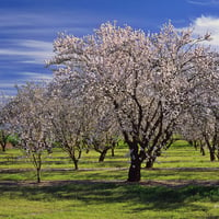 Trees