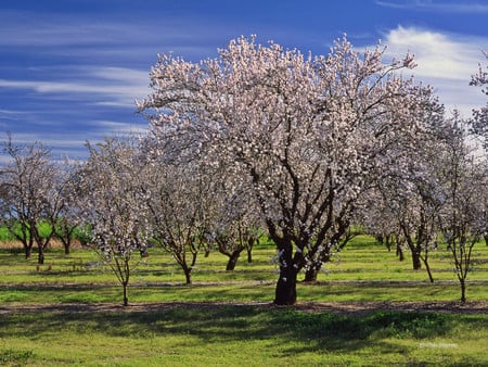 Trees - nature, trees