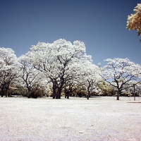 Jacaranda Trees