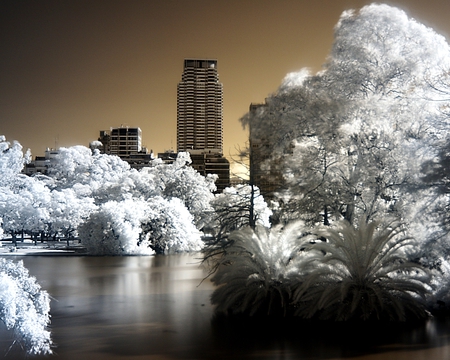 Garden Of The City - trees, white, garden, photography, city, color, sky