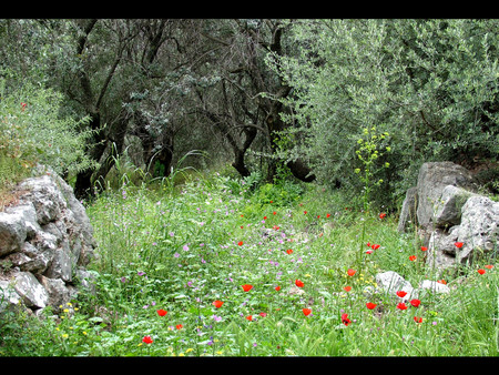 Spring - nature, flowers