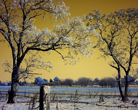 Almost Cherry Trees - sky, landscape, photography, trees, color