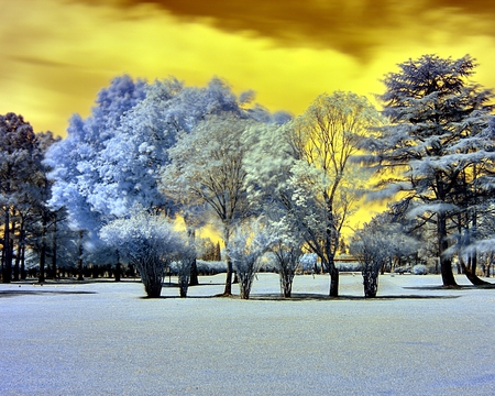 color trees - trees, photography, landscape, color, sky