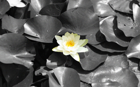 Yellow Lily - yellow flower, lily, water lily, water, black and white, flower