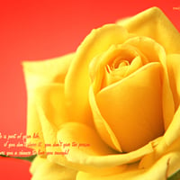 yellow rose