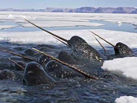 Narwhals - whale, narwhal, tusk, horn, tooth