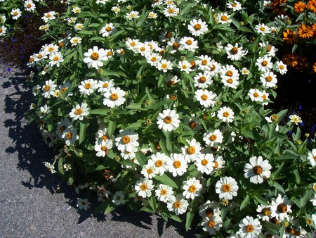 Pretty Flowers - flowers, pretty, white peddles, pretty flowers, white pettles, flower, pretty flower, lots of flowers