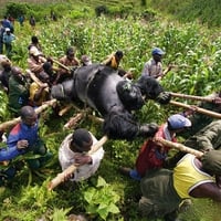 Indiscriminate killing of GORILLA