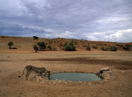 Thirst quenching Lioness - drink, water, desert, pond, plants, lioness