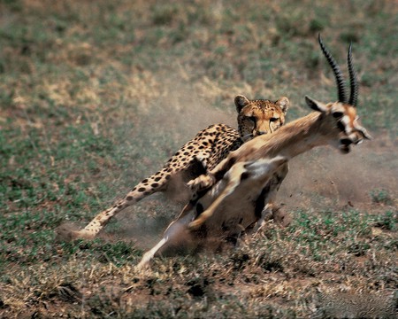 THE HUNT - cheetah, hunt, deer