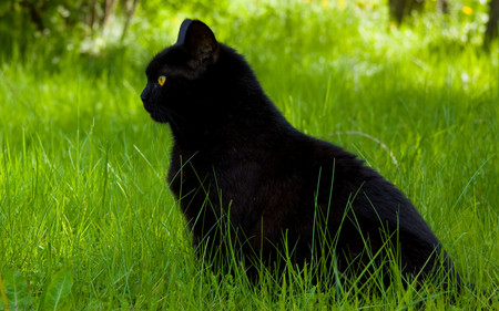 Black cat - kitties, cats