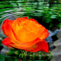 Orange rose