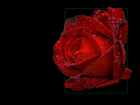 Dark red - roses, 3d