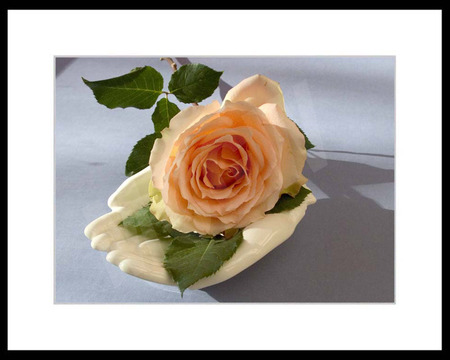 Peach Rose in Hand - flowers, frame, peach rose, hand