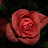 Apricot Pink Rose