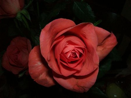 Apricot Pink Rose - apricot pink, rose, flower