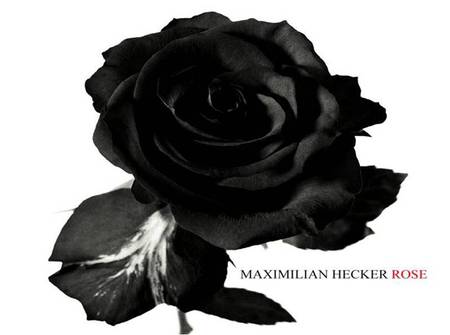 Black Rose - on white, art, black, rose