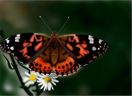 Beauty in Nature - white flowers, butterfly, garden, daisies