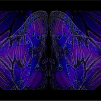 Wings of a butterfly