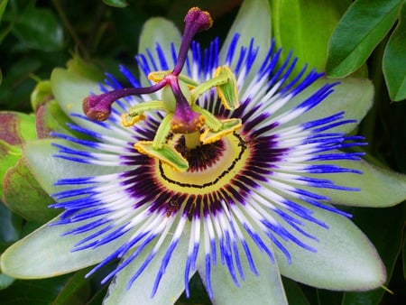 Passionfruit Flower - garden, passionfruit flower