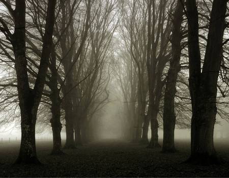 Misty Lane - trees, forest, foggy, lane, misty