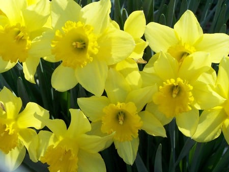 Happy Daffodils - flowers, yellow daffodils, garden