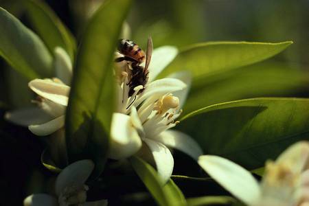 Bee on flower - insect, bee, flowers, garden