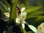 Bee on flower