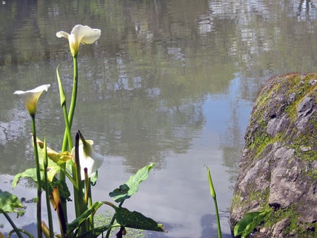 Flower and water edge - nature, flowers