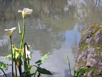 Flower and water edge