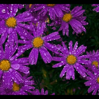 Purple flowers