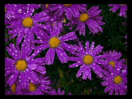 Purple flowers - purple, flowers