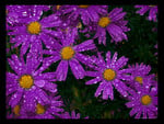 Purple flowers