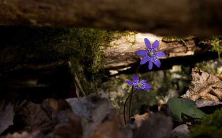 Violet flowers - flowers, violet