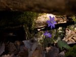 Violet flowers