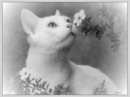 White cat - cats, photo b and w