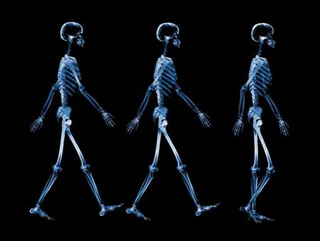 Follow Me - three, walking, skelletons, following