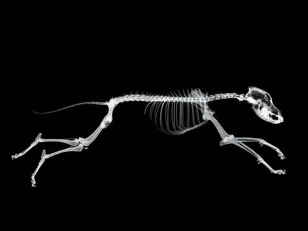 Running Dog Skelleton - skelleton, dog, animal, bones