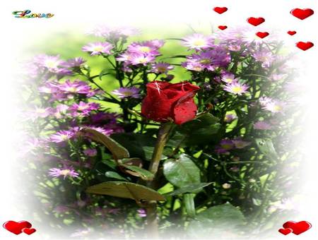 Rose Love - love, flowers, garden, red rose, red hearts