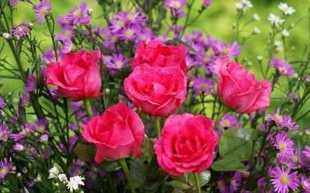 Deep Pink Roses - pink roses, flowers, garden