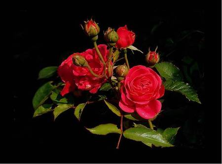 Red Rosebuds - rose buds, on black, red roses