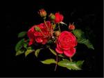 Red Rosebuds