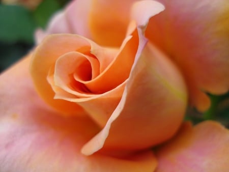 Apricot rose - apricot, closeup, rose, flower